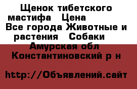 Щенок тибетского мастифа › Цена ­ 60 000 - Все города Животные и растения » Собаки   . Амурская обл.,Константиновский р-н